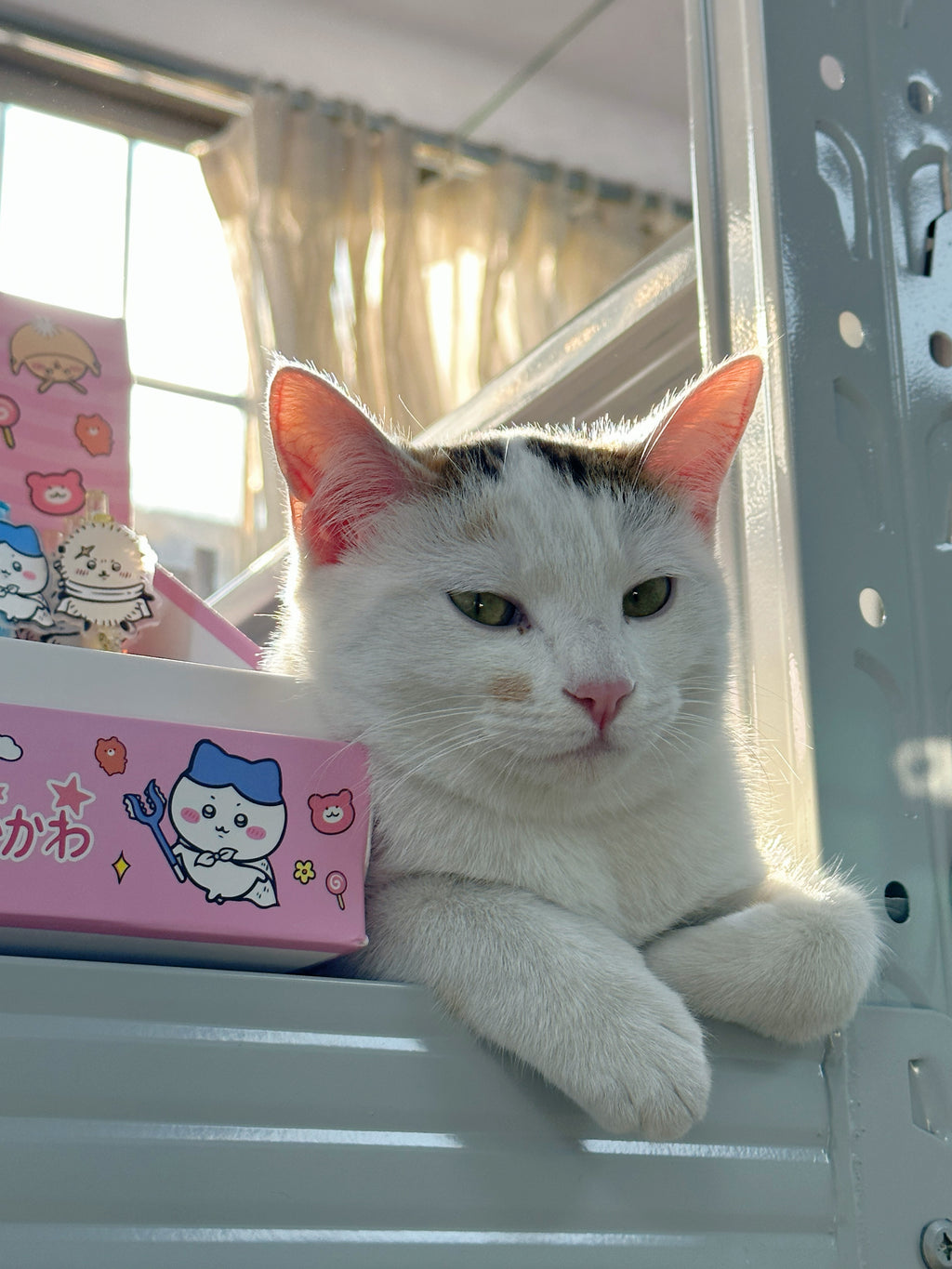 Thank You All for the Tips(Not a Physical Item)